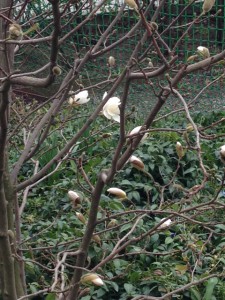 Magnolian blommar snart vid Karlbergs station